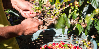 sustainable harvest