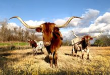 6 Best Online Bad Credit Loans in Texas (No Credit Checks) 6 Best Online Bad Credit Loans in Texas (No Credit Checks)