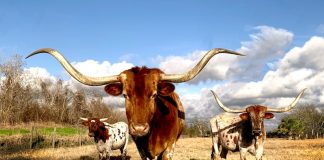 6 Best Online Bad Credit Loans in Texas (No Credit Checks)