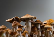 Shrooms Canada Takes the Lead with Premium Psilocybin Cubensis: Elevating Your Psychedelic Experience mushrooms