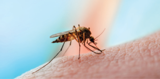 mosquito