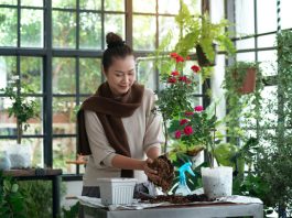 The Best Way To Create A Beautiful And Thriving Indoor Garden Indoor garden