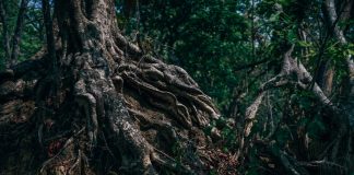 roots of an aged tree