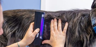 Veterinarian checking up on dog