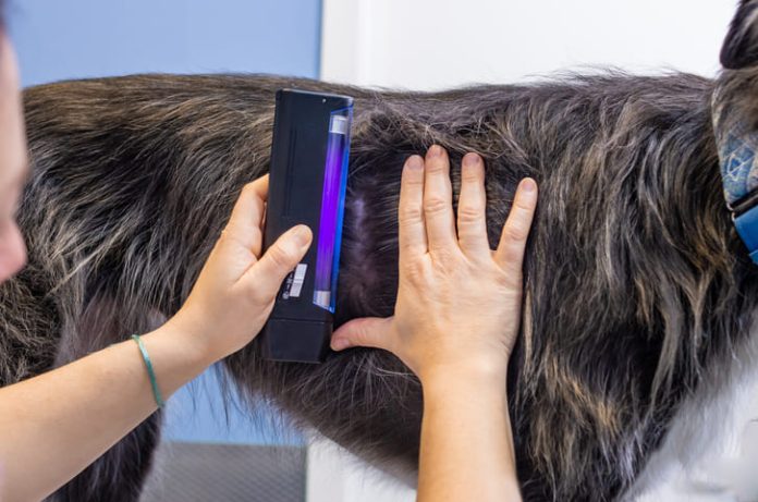 Veterinarian checking up on dog