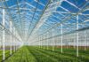 greenhouse farming