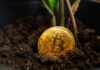 The plant and the bitcoin cryptocurrency coin