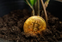 The plant and the bitcoin cryptocurrency coin