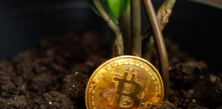 The plant and the bitcoin cryptocurrency coin