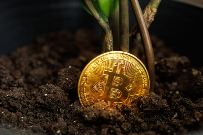 iStock-1635697173 (1) The plant and the bitcoin cryptocurrency coin