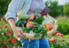 Essential Tips For Keeping Your Produce Fresh This Harvest Season Essential Tips For Keeping Your Produce Fresh This Harvest Season