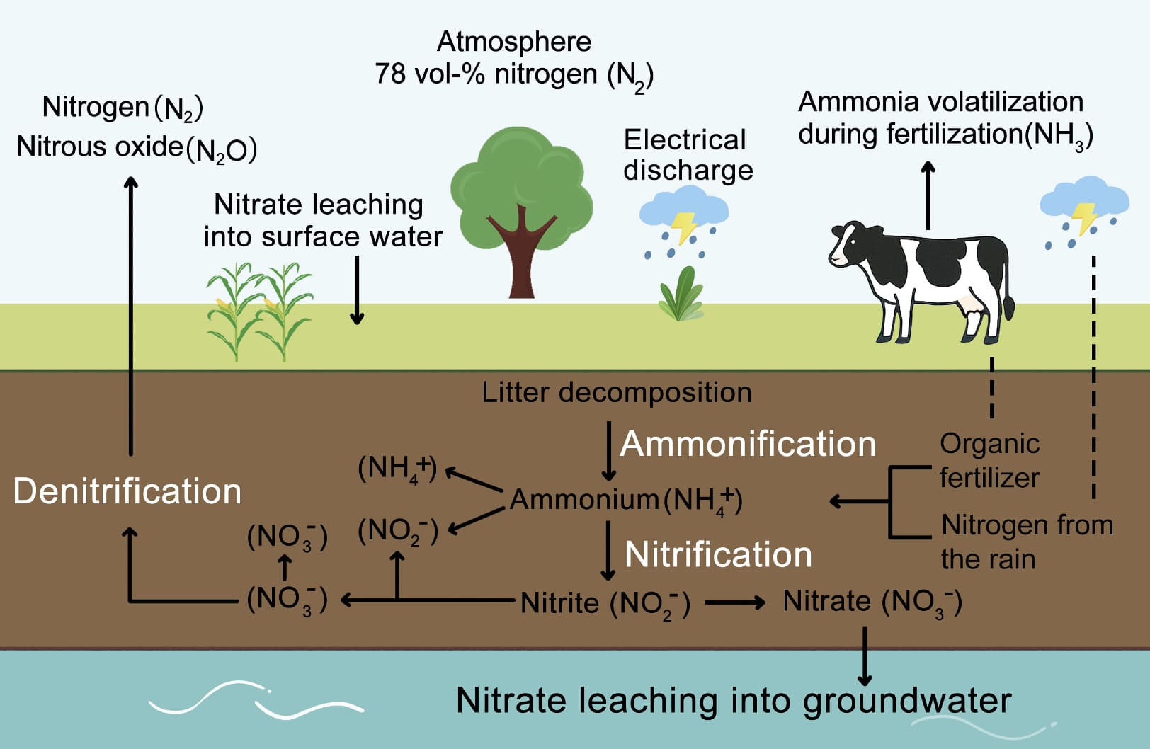Nitrogen cycle in agriculture showing the processes of nitrification, ammonification, and denitrification as the main sources of nitrous oxide emissions.