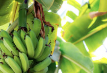 Gabriel Massuh: Vision, Resilience, and Leadership in Chile’s Fruit Market Fruit Market