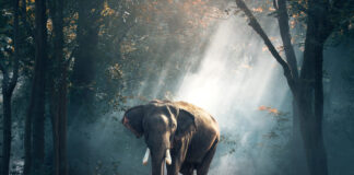 Elephant in Vantara India
