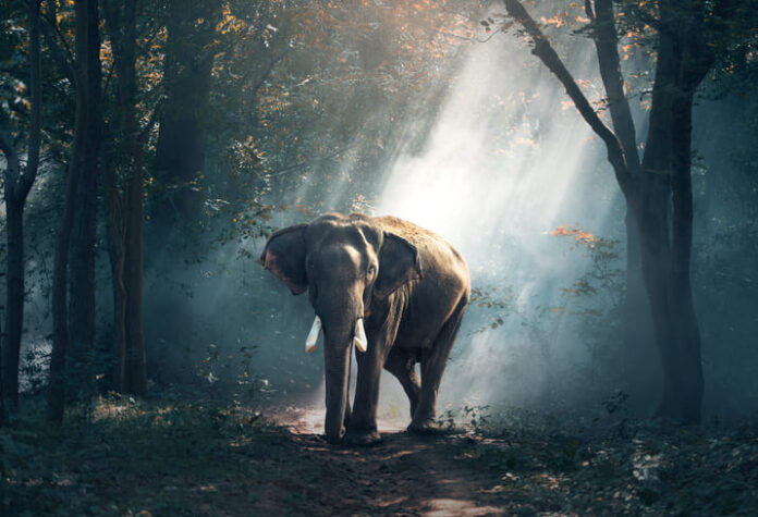 Elephant in Vantara India